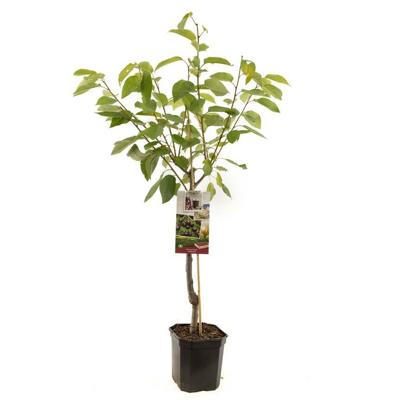 Prunus avium Sunburst Zoete kers laagstam fruitplant Fruithof - Fruithof