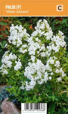 V.I.P.S. Phlox paniculata ''White Admiral'' - Flocke (P9)