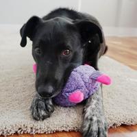 KONG SHERPS FLOOFS BIG HORN 19X11,5X23 CM - thumbnail