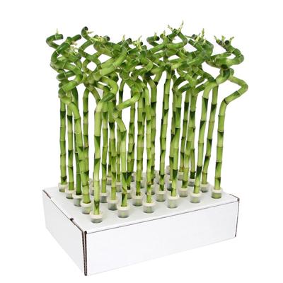 Lucky Bamboo 30-pack (Geluksbamboe)