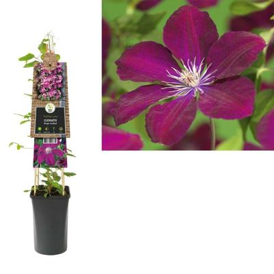 Klimplant Clematis Rouge Cardinal 75 cm Bosrank Van der Starre - Van der starre