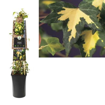 Bonte klimop (Hedera helix "Goldheart") klimplant