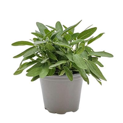 Salie Mix Salvia kruidenplant Warentuin Natuurlijk - Warentuin natuurlijk