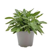 Salie Mix Salvia kruidenplant Warentuin Natuurlijk - Warentuin natuurlijk - thumbnail