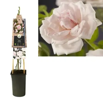 Klimplant Rosa New Dawn - Klimroos Lichtroze