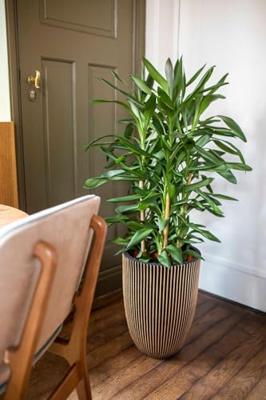 Capi vaas elegant laag groove 34x46cm - zwart/goud - thumbnail