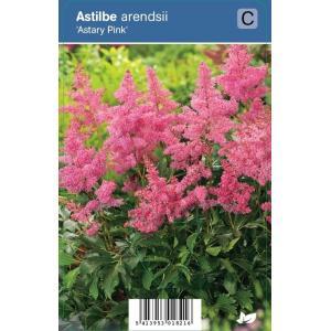 Pluimspirea (astilbe arendsii "Astary Pink") schaduwplant - 12 stuks