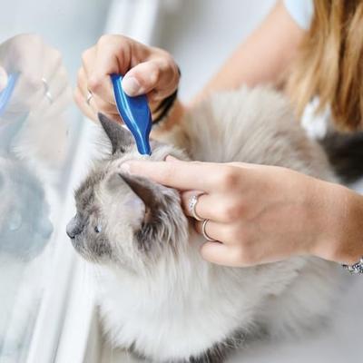 Beaphar CatComfort No Stress Spot On voor de kat 2 x 3 pipetten Beaphar CatComfort No Stress Spot On voor de kat 2 x 3 pipetten