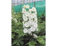 Delphinium (P) Galahad vaste plant Griffioen - Griffioen - thumbnail