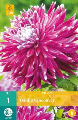 Dahlia vancouver 1st bloembol zomer Dahlia JUB - Jub