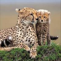 Big Cats Kalender 2026 - thumbnail