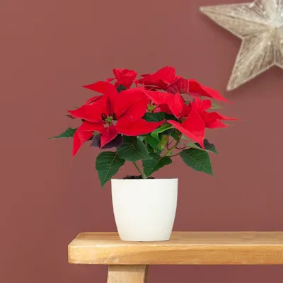 Poinsettia - Kerstster plant - P10.5