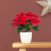Poinsettia - Kerstster plant - P10.5 - thumbnail