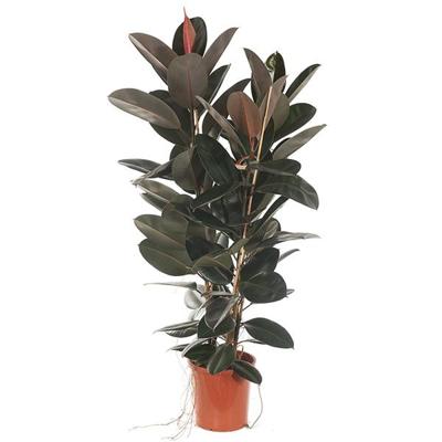 Rubberboom (Ficus Elastica Abidjan 3pp) - P 30 cm
