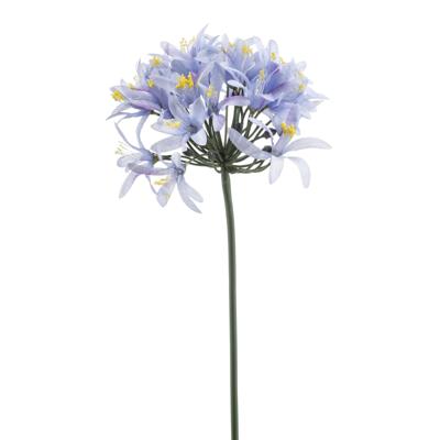 Agapanthus