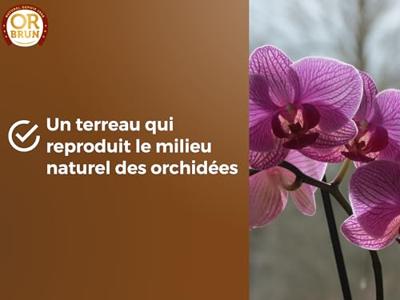 Orchideeëngrond - BRUIN GOUD - OBRTORC6U - 6L - Bevordert de groei Orchideeëngrond - BRUIN GOUD - OBRTORC6U - 6L - Bevordert de groei