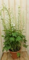 Ridderspoor Delphinium wit Warentuin Natuurlijk - Warentuin natuurlijk - thumbnail