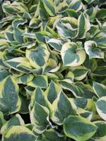 Hartlelie - thumbnail