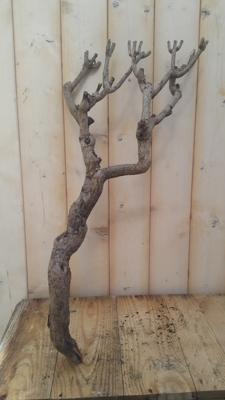 Decoratie tak klein 20 tot 30 cm Warentuin Natuurlijk - Warentuin natuurlijk