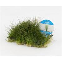 Eleocharis grasop op matje - 3 stuks - aquarium plant - thumbnail