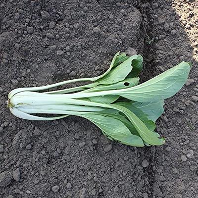 Paksoi zaden - Green Fortune F1