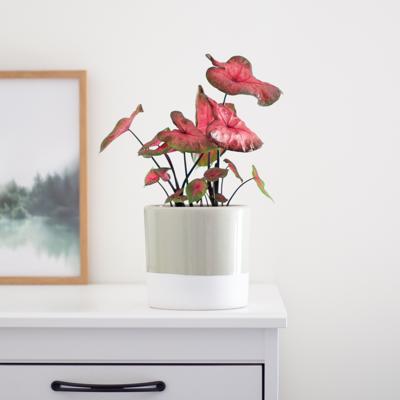 Caladium Postman Joyner - P12 Caladium Postman Joyner - P12