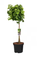 Japanse Notenboom - thumbnail