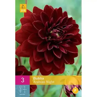 JUB x3 Dahlia Arabian Night