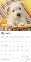 West Highland White Terrier Puppies Kalender 2026 - thumbnail