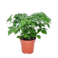 Radermachera Sinica - P 12 cm - thumbnail