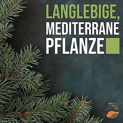 Pijnboom - hoogte 220 cm Pijnboom - hoogte 220 cm