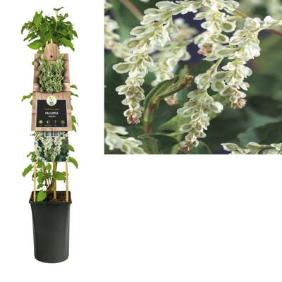 Fallopia Aubertii - Bruidssluier Fallopia Aubertii - Bruidssluier
