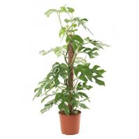 Rhaphidophora Tetrasperma (Monstera Minima) - P 19 cm - thumbnail