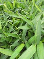 Sierbamboe - thumbnail