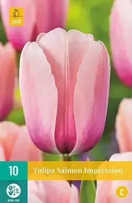 Tulipa Salmon Impression JUB, 10 bloembollen - Jub