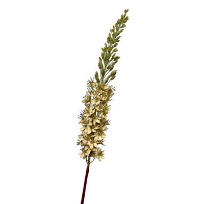 Roberts Collection Kunstbloem eremurus 106cm creme Roberts Collection Kunstbloem eremurus 106cm creme