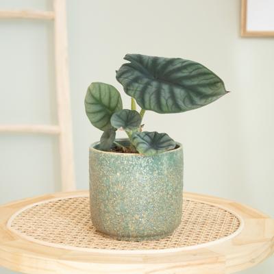 Alocasia Nebula - P12