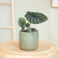 Alocasia Nebula - P12 - thumbnail