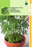 Zaden Mimosa Pudica Kruidje-Roer-Me-Niet Hortitops - Hortitops - thumbnail