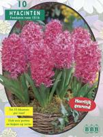 Hyacint - thumbnail