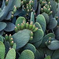 Weleda Cactus 24H Hydrating Facial Cream 30 ml - thumbnail