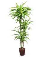 Dracaena lemon lime santoa hydrocultuur plant