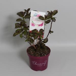Hydrangea Macrophylla "Charming® Alice Pink"® boerenhortensia - 30-40 cm - 1 stuks