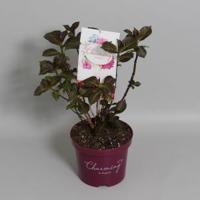Hydrangea Macrophylla "Charming® Alice Pink"® boerenhortensia - 30-40 cm - 1 stuks - thumbnail
