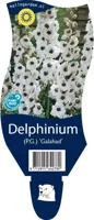 Delphinium (P) Galahad vaste plant Griffioen - Griffioen - thumbnail