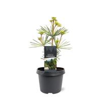 Sciadopitys verticillata Sternschnuppe 25-30 cm Conifeer Kransspar Warentuin Natuurlijk - Warentuin natuurlijk - thumbnail