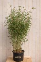 Bamboe Fargesia Blue Lizard 150 cm Warentuin Natuurlijk - Warentuin natuurlijk - thumbnail