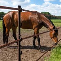 Gallagher TurboLine lint 20mm terra 200m - 060702 060702 - thumbnail