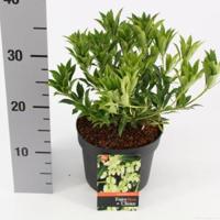 Rotsheide (Pieris Taiwanensis) heester - 20-25 cm (C2) - 6 stuks - thumbnail