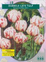 Tulp - thumbnail
